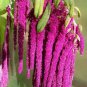 Acalypha Hispida 16000 Seeds