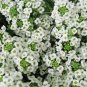 Alyssum Lobularia Maritima Flower 200 Seeds