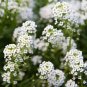 Alyssum Lobularia Maritima Flower 200 Seeds