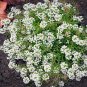 Alyssum Lobularia Maritima Flower 200 Seeds