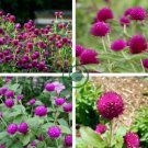 Gomphrenae Globosa Bonsai Chinese 200 Seeds