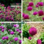 Gomphrenae Globosa Bonsai Chinese 200 Seeds
