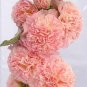 Double Hollyhock Outdoor Blooming Subtropical Bonsai 400 Seeds