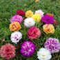 Double Hollyhock Outdoor Blooming Subtropical Bonsai 400 Seeds