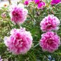 Double Hollyhock Outdoor Blooming Subtropical Bonsai 400 Seeds