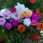 Double Hollyhock Outdoor Blooming Subtropical Bonsai 400 Seeds
