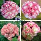 Pelargonium Peltatum Potted Plants 100 Seeds