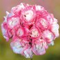 Pelargonium Peltatum Potted Plants 100 Seeds