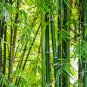 Purple Bamboo Bonsai Plants 80 Seeds