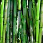 Purple Bamboo Bonsai Plants 80 Seeds