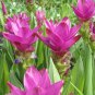 Thailand Pink Curcuma Bonsai Also Called Siam Tulip 100 Seeds