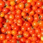 Riesentraube Cherry Tomato 200 Seeds