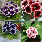 Climbing Gloxinia Bonsai Perennial Flowering Plants 200 Seeds