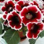 Climbing Gloxinia Bonsai Perennial Flowering Plants 200 Seeds