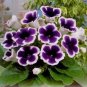 Climbing Gloxinia Bonsai Perennial Flowering Plants 200 Seeds