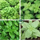 Heirloom Rare Sweet Basil Organic 60 Seeds