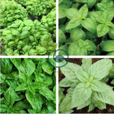 Heirloom Rare Sweet Basil Organic 60 Seeds