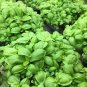 Heirloom Rare Sweet Basil Organic 60 Seeds