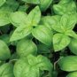Heirloom Rare Sweet Basil Organic 60 Seeds