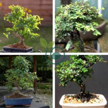 Chinese Elm Bonsai Tree Plant 60 Seeds