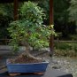 Chinese Elm Bonsai Tree Plant 60 Seeds