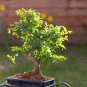 Chinese Elm Bonsai Tree Plant 60 Seeds