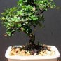 Chinese Elm Bonsai Tree Plant 60 Seeds