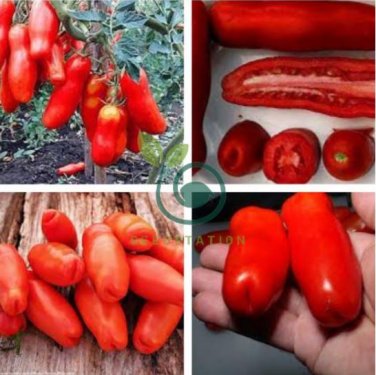 Rare Auria Adam Tomato Hybrid 200 Seeds