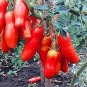 Rare Auria Adam Tomato Hybrid 200 Seeds