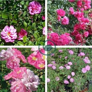 Rose multiflora Nana Perpetua 'Garden Party' 200 Seeds