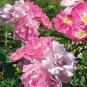 Rose multiflora Nana Perpetua 'Garden Party' 200 Seeds