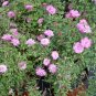 Rose multiflora Nana Perpetua 'Garden Party' 200 Seeds