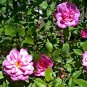 Rose multiflora Nana Perpetua 'Garden Party' 200 Seeds