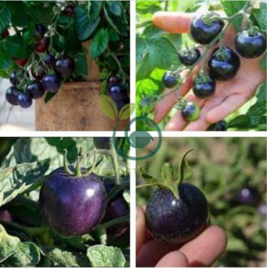 Heirloom 'Zj' Purple Truss Tomato Hybrid 200 Seeds