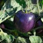 Heirloom 'Zj' Purple Truss Tomato Hybrid 200 Seeds