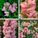 Antirrhinum Snapdragon Bonsai 400 Seeds
