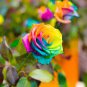 Rare 'Outer Space' Rose Shrub Flower 100 Seeds