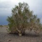 Haloxylon Ammodendron Tree Semente 100 Seeds