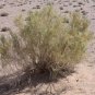 Haloxylon Ammodendron Tree Semente 100 Seeds