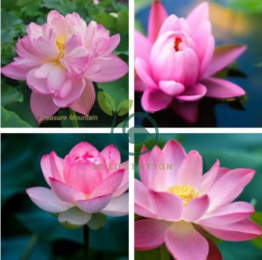 Nymphaea Eldorado Asian Pink Lotus Pad Flower Pond 2 Seeds