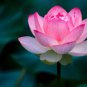 Nymphaea Eldorado Asian Pink Lotus Pad Flower Pond 2 Seeds
