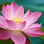 Nymphaea Eldorado Asian Pink Lotus Pad Flower Pond 2 Seeds