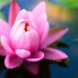 Nymphaea Eldorado Asian Pink Lotus Pad Flower Pond 2 Seeds