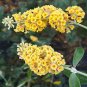 Buddleja lindleyana 200 Seeds