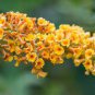 Buddleja lindleyana 200 Seeds
