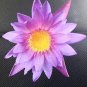 Lotus Four Color Blue Purple Red Dark Blue 80 Seeds