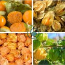 Fresh Perennial Physalis Cape Gooseberry 100 Seeds