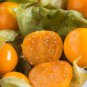 Fresh Perennial Physalis Cape Gooseberry 100 Seeds