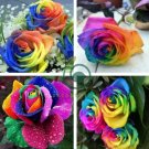 Heirloom 'Hot Wheels' 5-color Rose Seedling Flower 100 Seeds