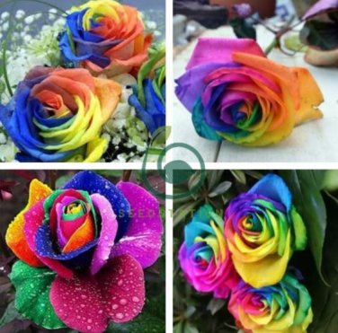 Heirloom 'Hot Wheels' 5-color Rose Seedling Flower 100 Seeds